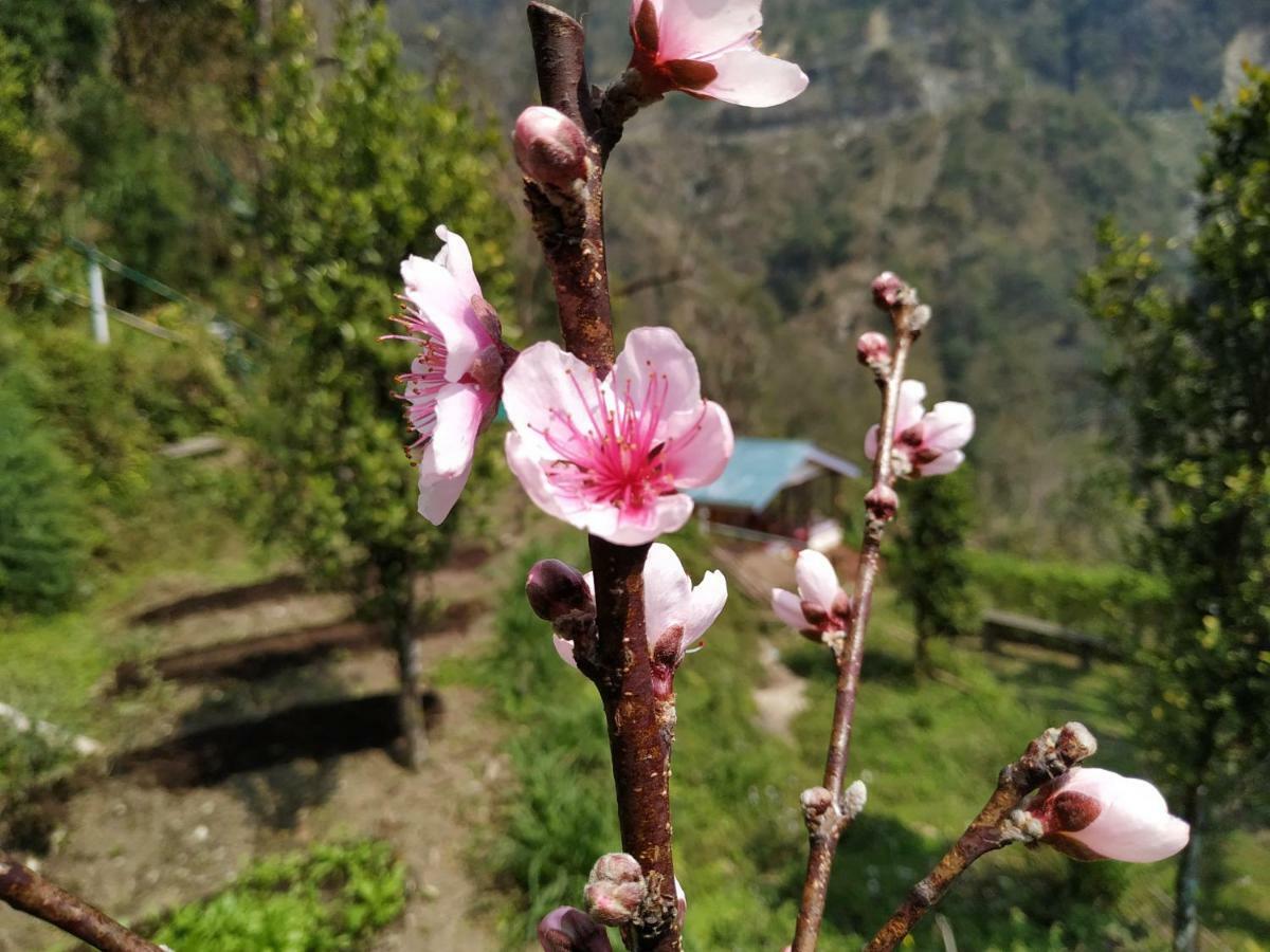 Enchanted Forest Farmstay Gangtok Eksteriør bilde